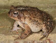 American toad.jpg