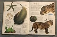 DK Encyclopedia Of Animals (98)