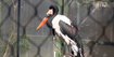 Saddle-Billed Stork (Africa)