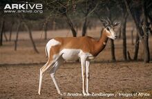 Dama-gazelle.jpg