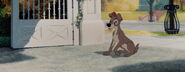 Lady-tramp-disneyscreencaps.com-2495