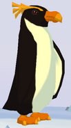 Macaroni Penguin WOZ