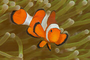 Ocellaris Clownfish