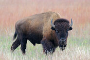 American Bison as Blue Wildebeest