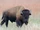 The American Bison: Titan of the Yellowstone