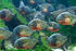 Red bellied piranha 7044 by jaded paladin