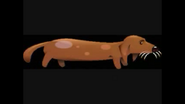 Dachshund