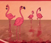 Greater Flamingo