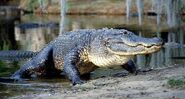 American-alligator-emerging-from-a-swamp