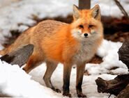 American Red Fox (V2)