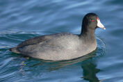 Coot, American.jpg