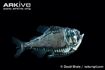 Giant Hatchetfish