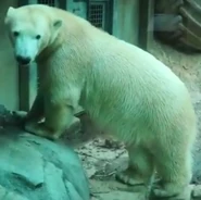 Maryland Zoo Polar Bear.png (354 KB)