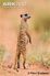 Meerkat-on-lookout-duty