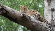 Minnesota Zoo Leopard