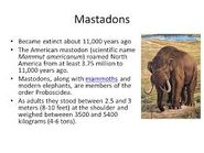 Pleistocene Mastodons