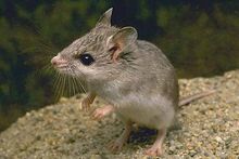 Short tailed grasshopper mouse animals.jpg