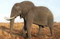African Bush Elephant in South Africa.jpg (223 KB)