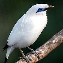 Bali mynah thumb.jpg