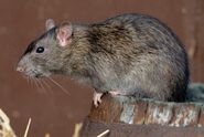 Brown Rat