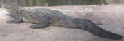 Caiman crocodilus.jpg