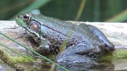 American Bullfrog as Professor Utonium