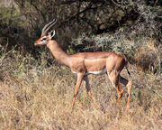 Gerenuk (Buck)