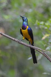 Golden-Breasted Starling.jpg