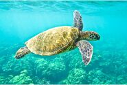 Green sea turtle