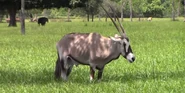 Lion Country Safari Oryx.png (2.55 MB) Gemsbok