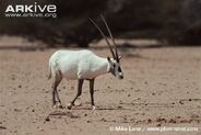 Arabian Oryx as Corythosaurus