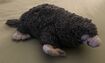 European Mole