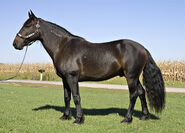 Domestic Horse (Mustang) As Itself (Camargue Horse)