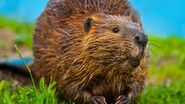 North American Beaver in United States