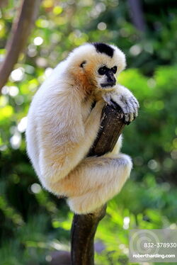 Northern White-Cheeked Gibbon.jpg