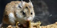 Southern Grasshopper Mouse as Pygmy Mouse Lemur