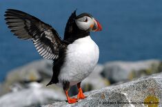Puffin, Atlantic.jpg