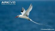 Red-Billed Tropicbird as Dorygnathus