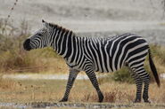 SNP Zebra