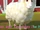 Sheep (Cocomelon)