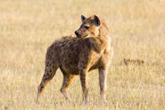 Spotted Hyena as Velociraptor