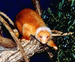 Spotted Cuscus, Common.jpg