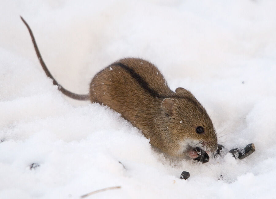 Striped field mouse.jpg
