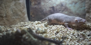 Toledo Zoo Naked Mole-Rat