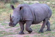 White rhinoceros as rocky