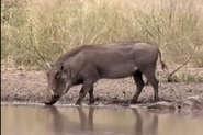 Common Warthog