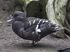 African Black Duck as Prorastomus