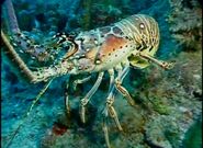 BENO Caribbean Spiny Lobster