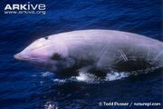 Beaked Whale.jpg