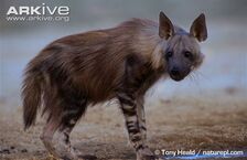 Brown-hyaena-at-water.jpg